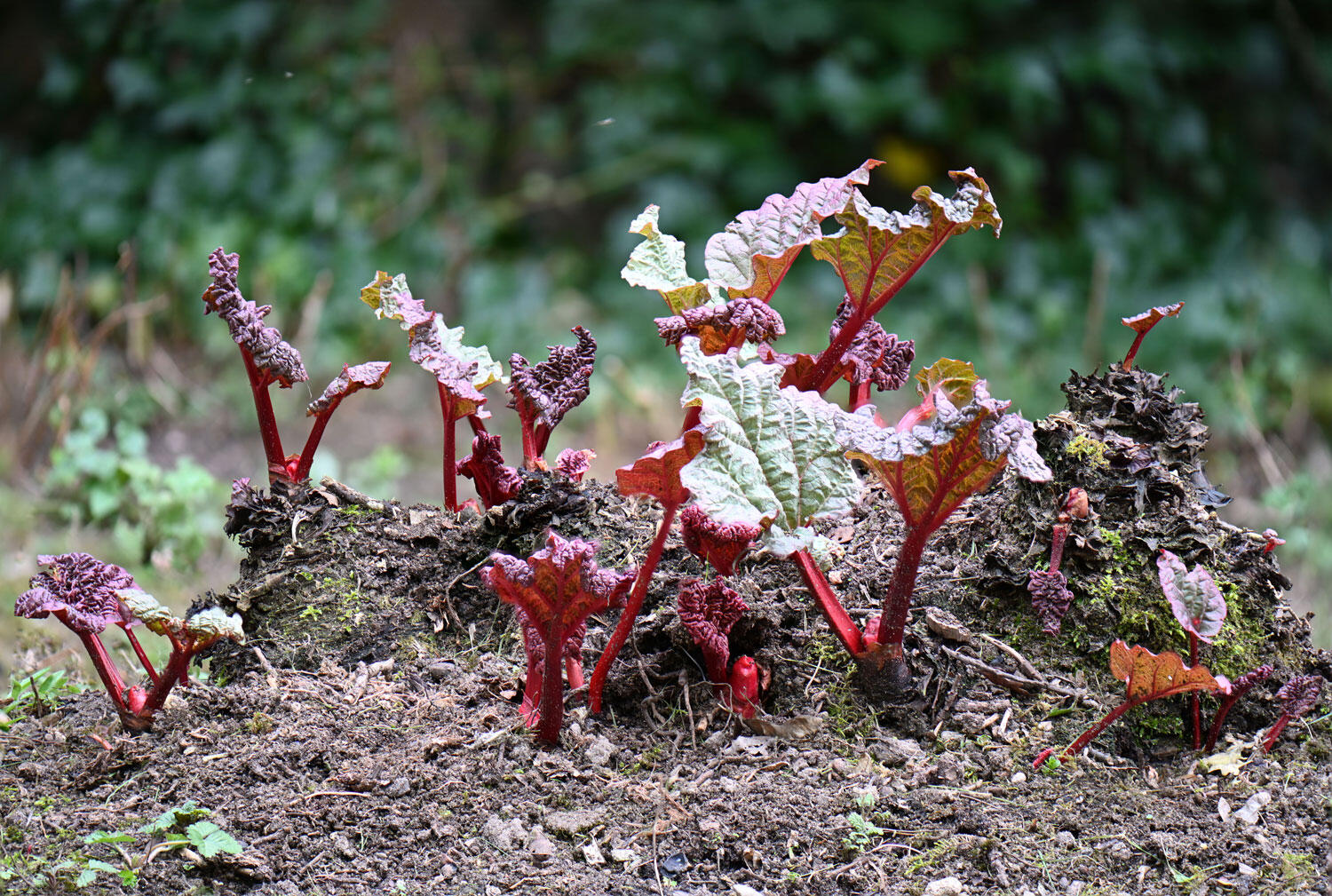 Rhubarb International